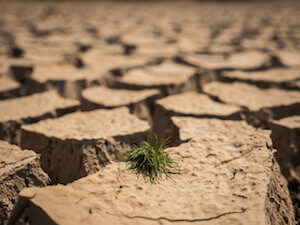 Small grass growth on dried and cracked soil in arid season.