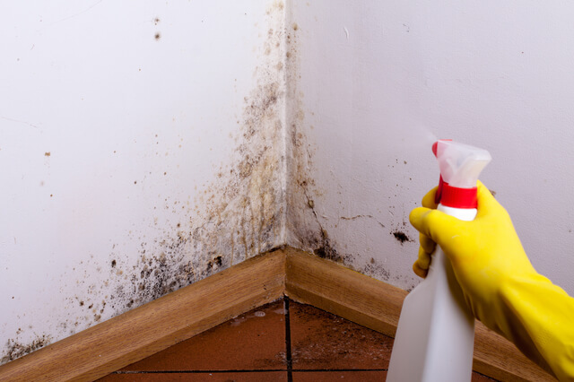 Black mold in the corner of room wall. Preparation for mold removal.